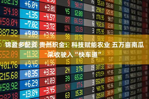 锦盈多配资 贵州织金：科技赋能农业 五万亩南瓜采收驶入“快车道”
